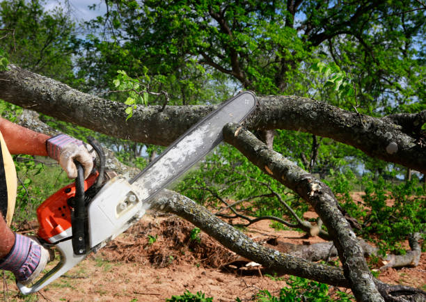 Best Tree Maintenance Programs  in , AZ